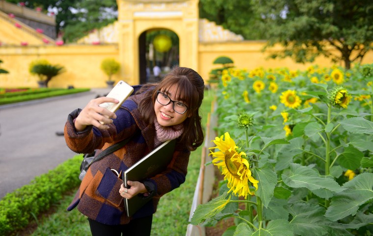 Vườn hoa hướng dương khoe sắc giữa Hoàng thành Thăng Long ảnh 1