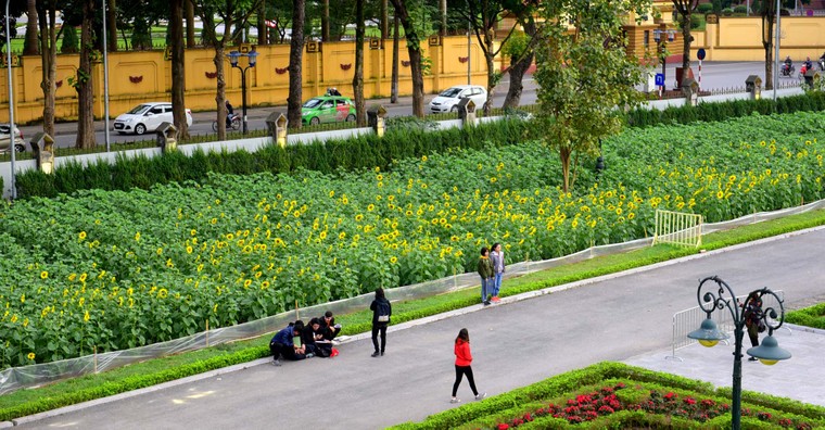 Vườn hoa hướng dương khoe sắc giữa Hoàng thành Thăng Long ảnh 6