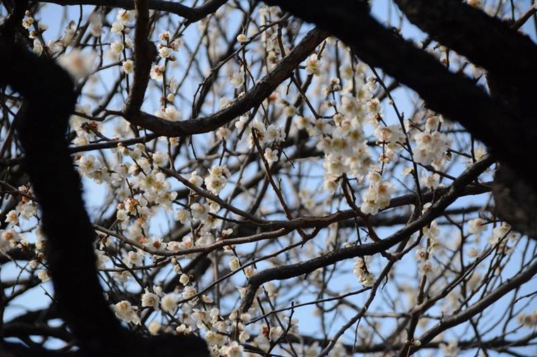 Ngọt ngào như Nhật Bản chìm trong sắc trắng hoa mơ giữa trời Xuân ảnh 2