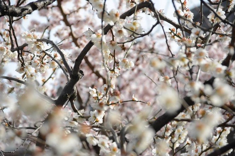 Ngọt ngào như Nhật Bản chìm trong sắc trắng hoa mơ giữa trời Xuân ảnh 3