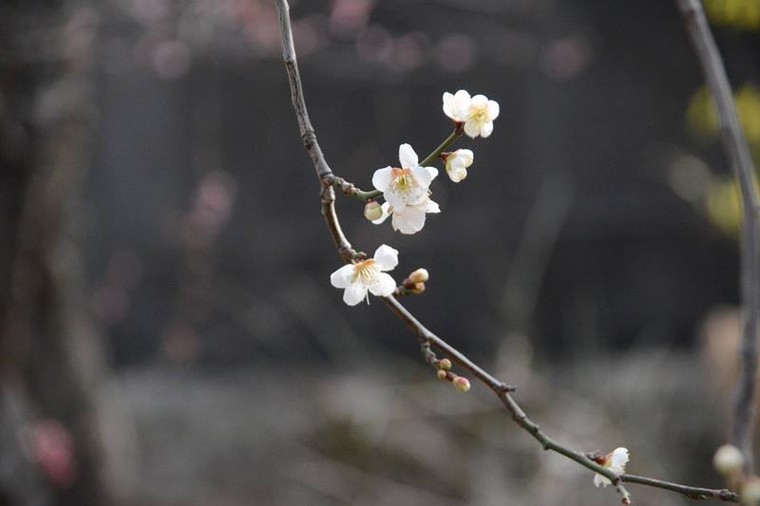 Ngọt ngào như Nhật Bản chìm trong sắc trắng hoa mơ giữa trời Xuân ảnh 4