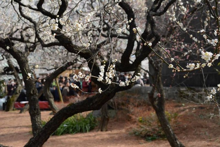 Ngọt ngào như Nhật Bản chìm trong sắc trắng hoa mơ giữa trời Xuân ảnh 6