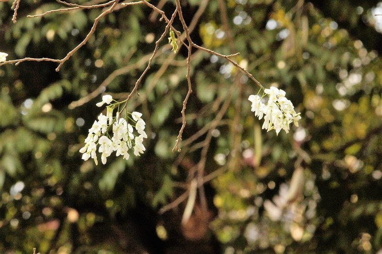 Hoa sưa Hà Nội, khúc tình tự tháng Ba ảnh 1