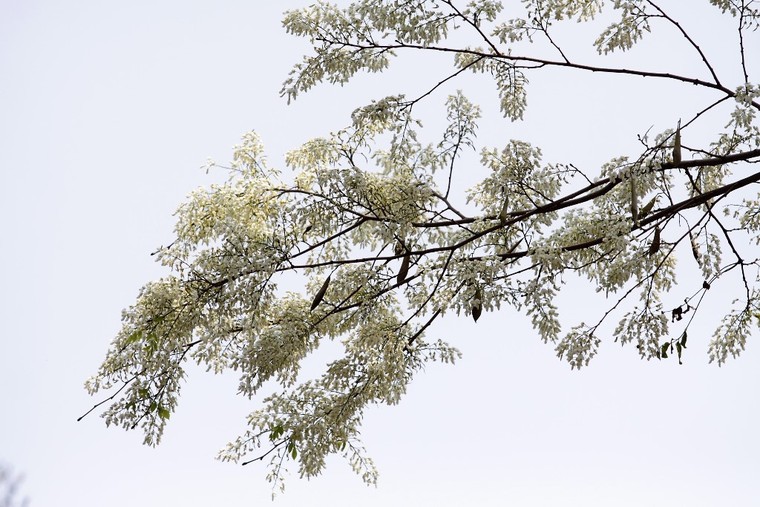 Hoa sưa Hà Nội, khúc tình tự tháng Ba ảnh 3