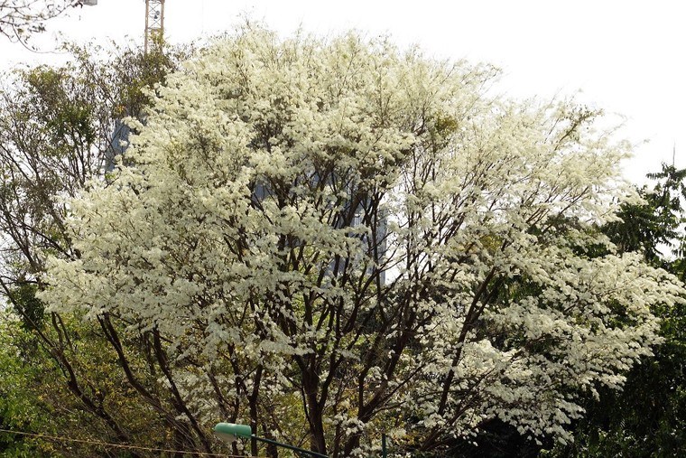 Hoa sưa Hà Nội, khúc tình tự tháng Ba ảnh 6