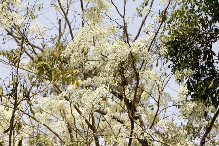 Hoa sưa Hà Nội, khúc tình tự tháng Ba ảnh 4