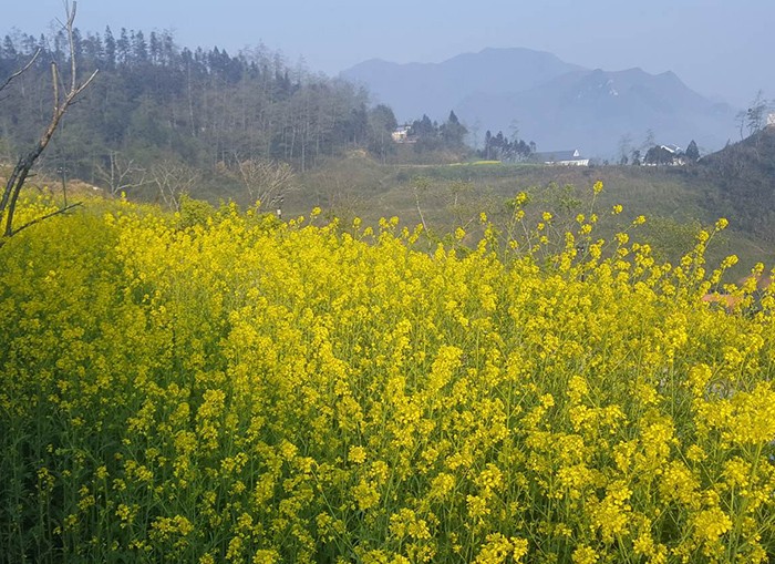 Mải mê ‘sống ảo’ với thảm hoa cải vàng đẹp mê hồn ở Sun World Fansipan Legend ảnh 1