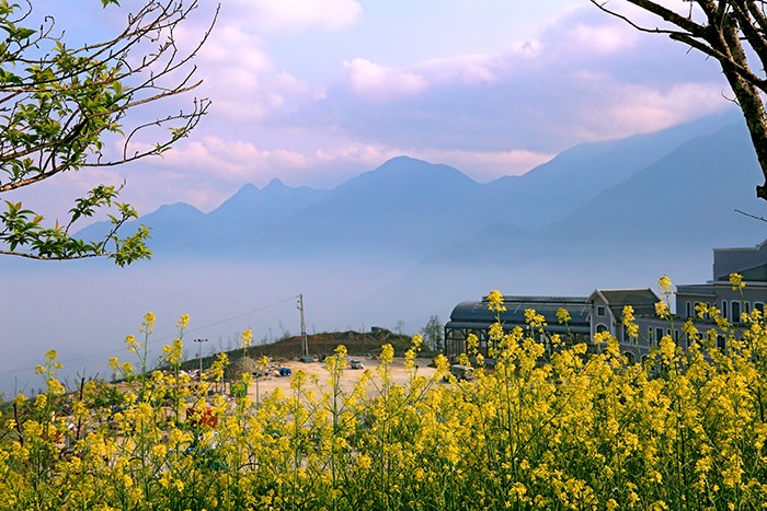 Mải mê ‘sống ảo’ với thảm hoa cải vàng đẹp mê hồn ở Sun World Fansipan Legend ảnh 6