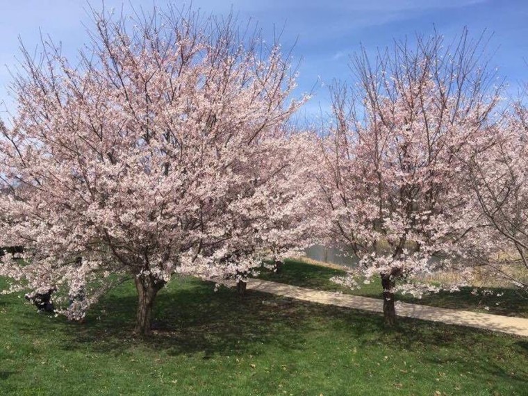 Anh đào Nhật Bản ‘tràn về’ thảo nguyên nước Mỹ ảnh 2
