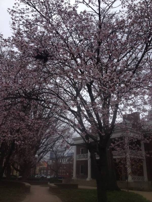 Anh đào Nhật Bản ‘tràn về’ thảo nguyên nước Mỹ ảnh 3