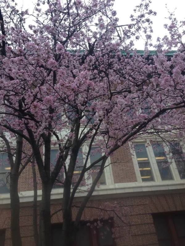 Anh đào Nhật Bản ‘tràn về’ thảo nguyên nước Mỹ ảnh 4