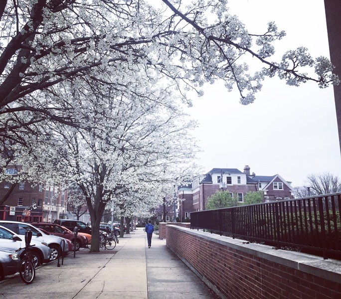 Anh đào Nhật Bản ‘tràn về’ thảo nguyên nước Mỹ ảnh 1