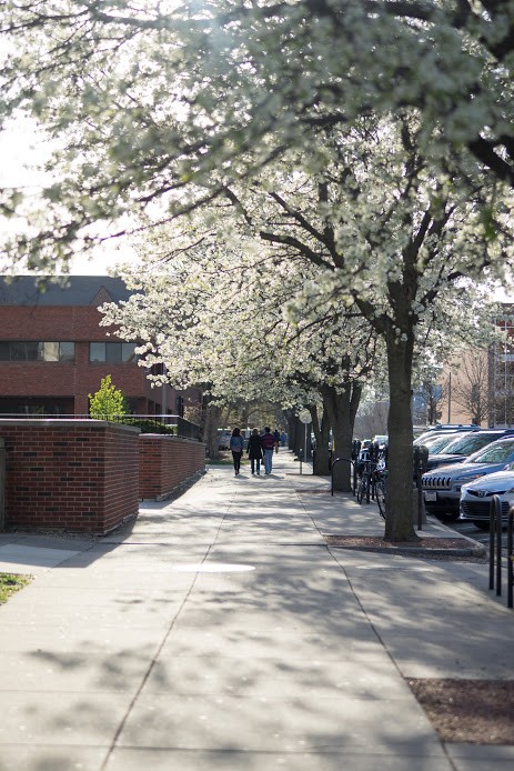 Anh đào Nhật Bản ‘tràn về’ thảo nguyên nước Mỹ ảnh 6