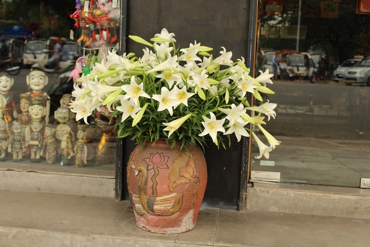 Loa kèn xuống phố gọi hè về ảnh 7