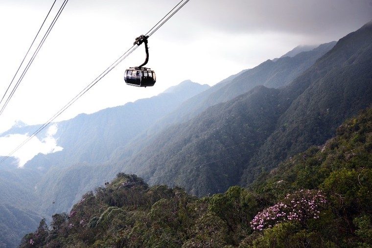 Ngẩn ngơ trước rừng đỗ quyên cổ thụ trên đỉnh Fansipan ảnh 6