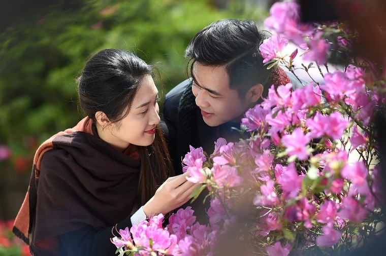 Ngẩn ngơ trước rừng đỗ quyên cổ thụ trên đỉnh Fansipan ảnh 5