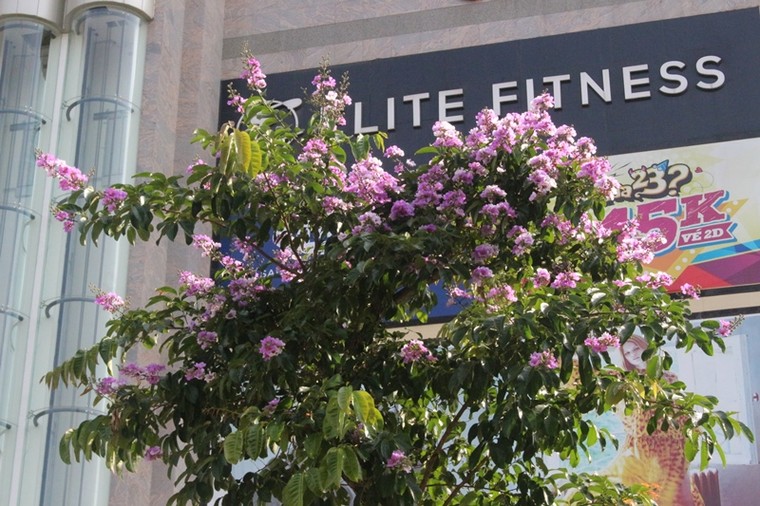 Trên nhiều góc phố Hà Nội, bằng lăng đã tím rợp trời ảnh 6