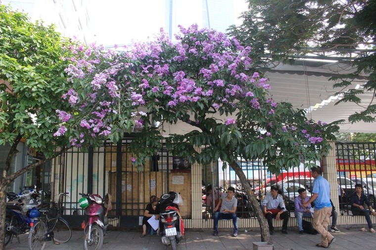 Trên nhiều góc phố Hà Nội, bằng lăng đã tím rợp trời ảnh 2