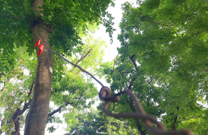 Hà Nội làm rào sắt, căng dây thép gai bảo vệ cây sưa đỏ ảnh 3