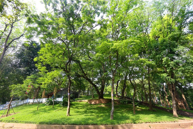 Hà Nội làm rào sắt, căng dây thép gai bảo vệ cây sưa đỏ ảnh 4