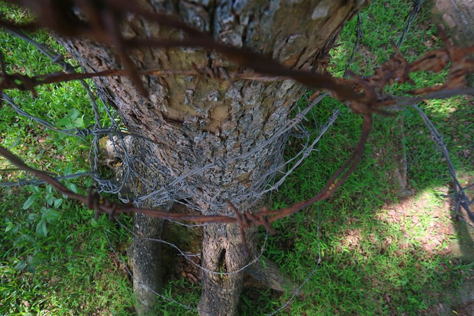 Hà Nội làm rào sắt, căng dây thép gai bảo vệ cây sưa đỏ ảnh 7