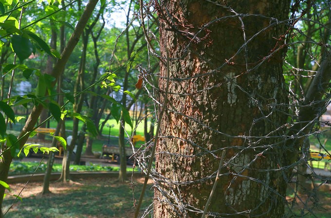 Hà Nội làm rào sắt, căng dây thép gai bảo vệ cây sưa đỏ ảnh 8
