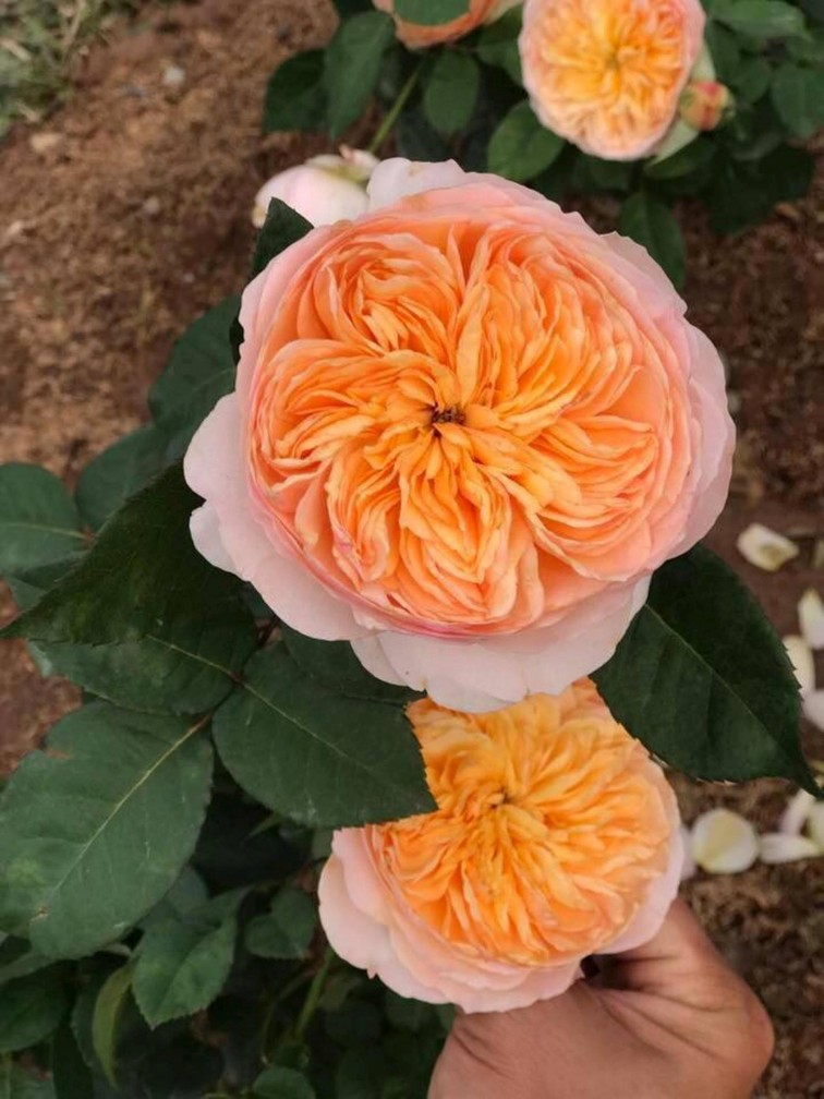 Hà Nội sắp có công viên hoa hồng rộng 22ha ảnh 5