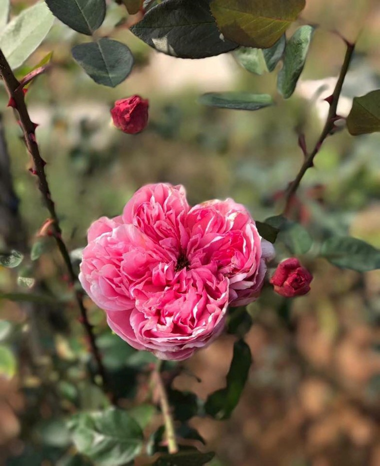 Hà Nội sắp có công viên hoa hồng rộng 22ha ảnh 6