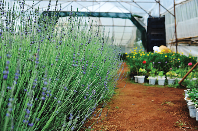 Đến Provence ngắm hoa oải hương ảnh 3