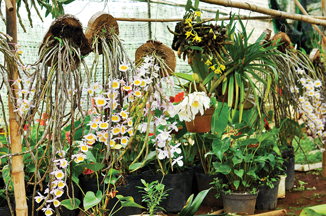 Đến Provence ngắm hoa oải hương ảnh 4