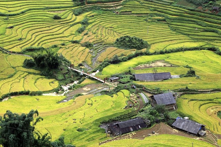 Mùa thu về, lên ngay Fansipan ngắm ruộng bậc thang đã nức thơm hương lúa ảnh 10