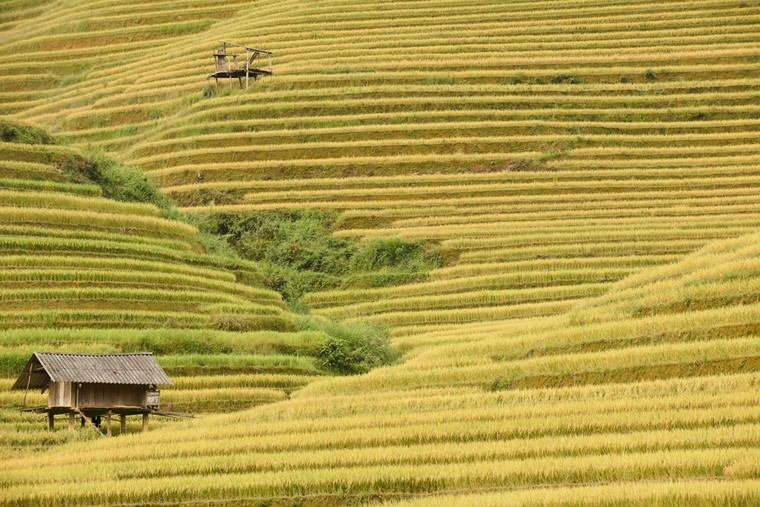 Ruộng bậc thang Mù Căng Chải đồng loạt 'thay áo' trong mùa vàng rực óng ảnh 1
