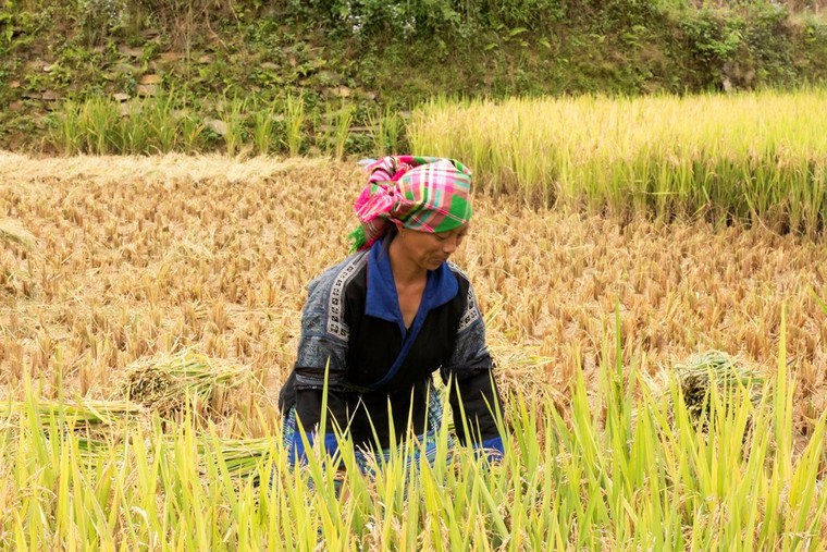 Ruộng bậc thang Mù Căng Chải đồng loạt 'thay áo' trong mùa vàng rực óng ảnh 3