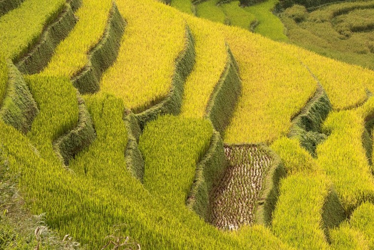 Ruộng bậc thang Mù Căng Chải đồng loạt 'thay áo' trong mùa vàng rực óng ảnh 4