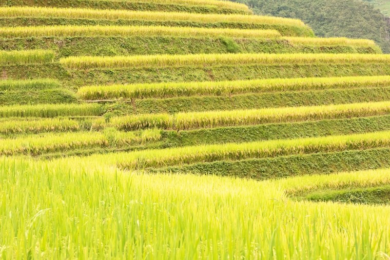 Ruộng bậc thang Mù Căng Chải đồng loạt 'thay áo' trong mùa vàng rực óng ảnh 8