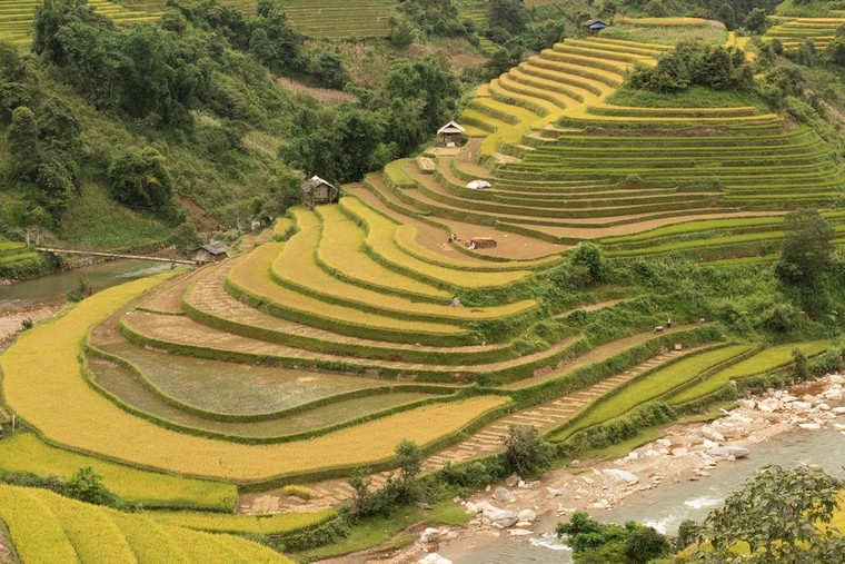Ruộng bậc thang Mù Căng Chải đồng loạt 'thay áo' trong mùa vàng rực óng ảnh 6