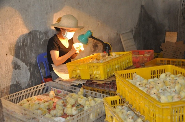 Nghề lạ mỗi ngày kiếm cả triệu đồng nhưng luôn 'khát' người làm ở Hà Nội ảnh 1