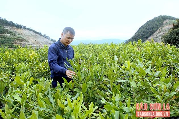 Mắc ca - Thúc đẩy phát triển xanh, nhanh, bền vững cho vùng cao ảnh 2