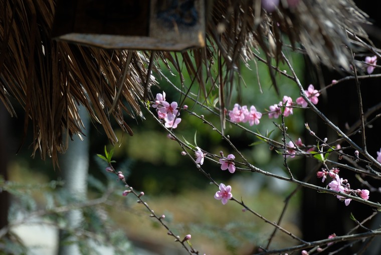 Lắng nghe mùa Xuân về ảnh 3