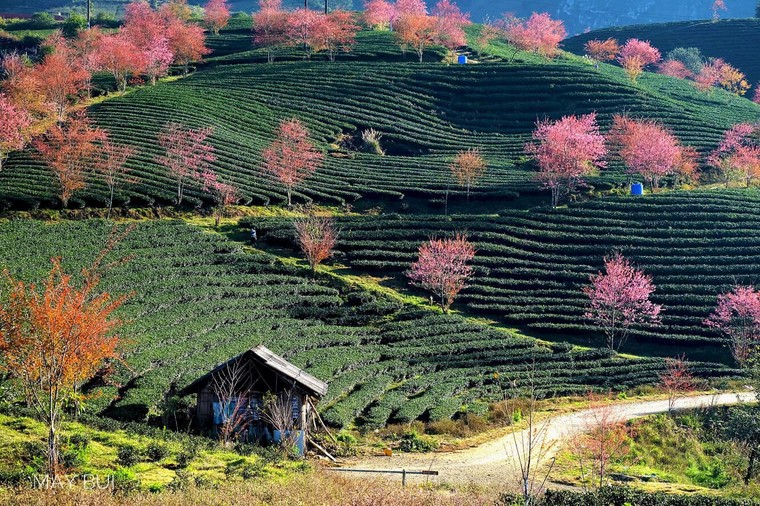 Lắng nghe mùa Xuân về ảnh 5