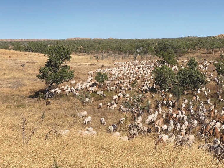 Đại sứ Australia tại Việt Nam: Tập đoàn TH thành công với nông nghiệp hiện đại và tư duy tiến bộ ảnh 2