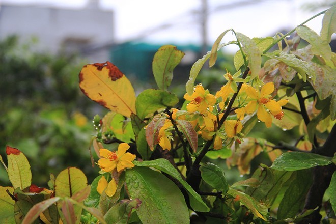 Che bạt, chong đèn ủ ấm cho mai Tết ở Sài Gòn ảnh 1