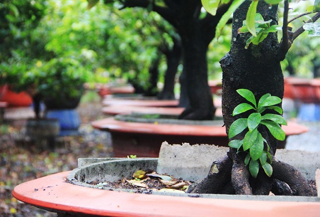 Che bạt, chong đèn ủ ấm cho mai Tết ở Sài Gòn ảnh 2