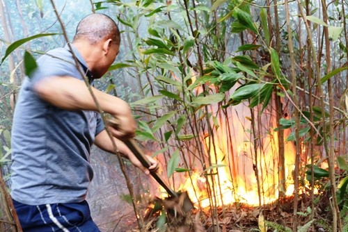 Cháy rừng dữ dội ở Hải Phòng ảnh 1