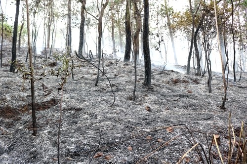 Cháy rừng dữ dội ở Hải Phòng ảnh 2