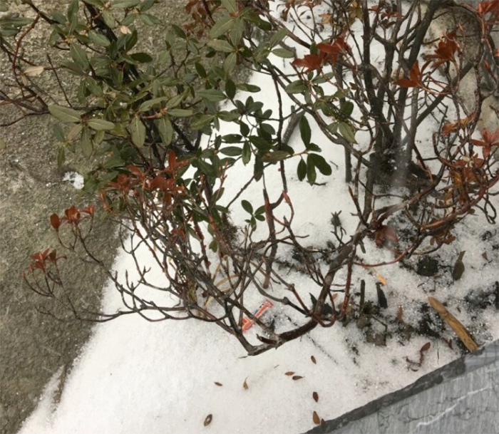 Sa Pa có mưa đá ảnh 6