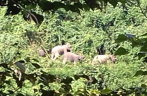  Quảng Nam sẽ lập khu bảo tồn voi ảnh 1