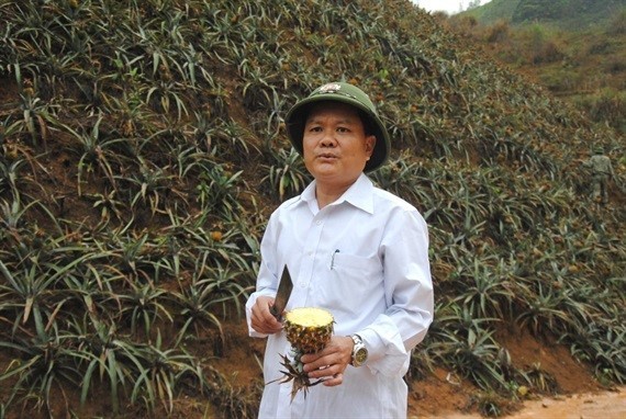 Cả nghìn tấn dứa trên cây bỗng thối nhũn chưa rõ nguyên nhân? ảnh 1