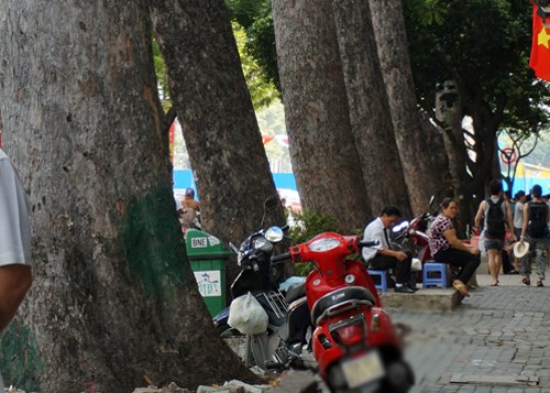 TP HCM đốn hàng loạt cổ thụ để xây metro ảnh 1