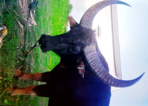  Trâu chọi Đồ Sơn húc chủ nguy kịch ảnh 2